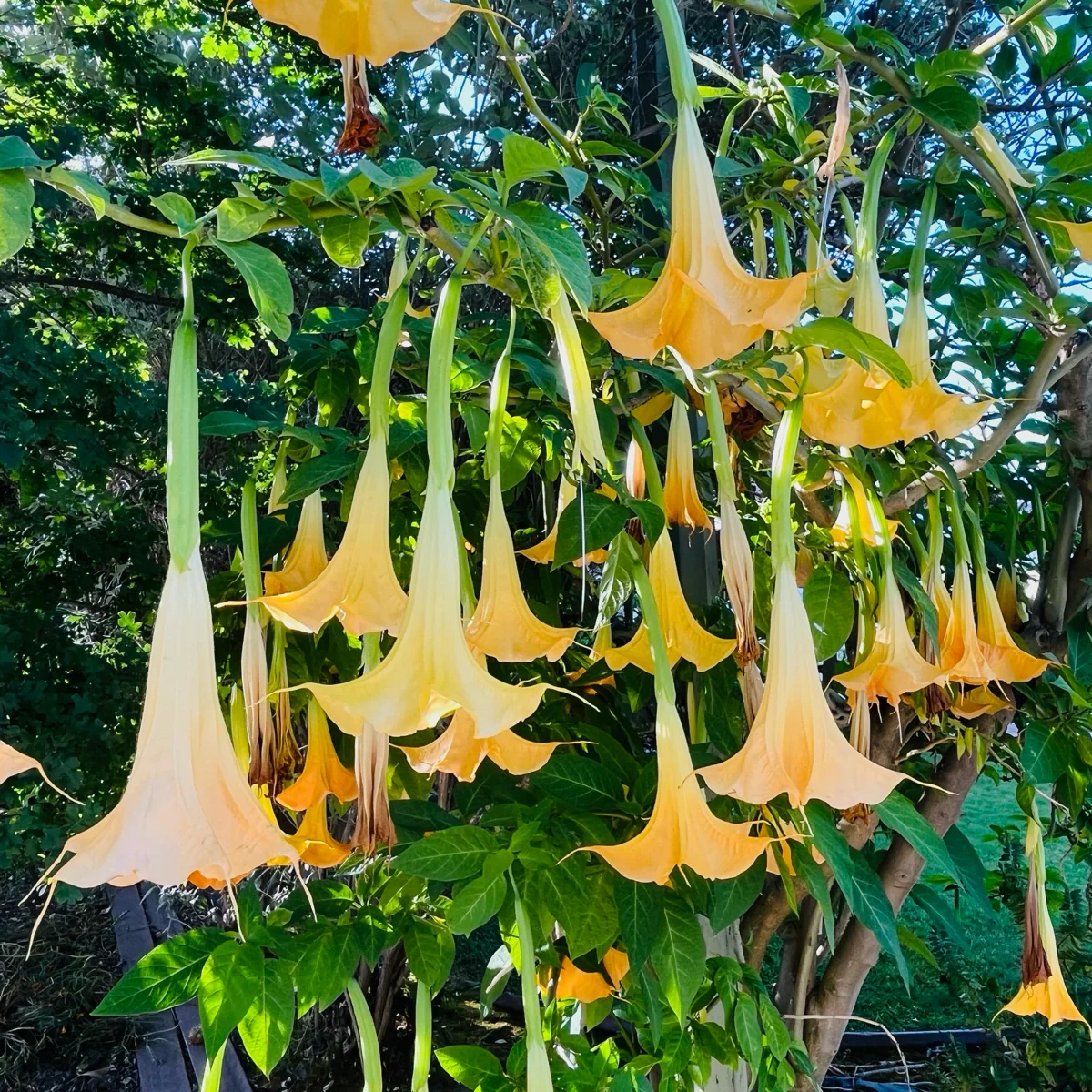 Charles Grimaldi Angel's Trumpet - Image 3