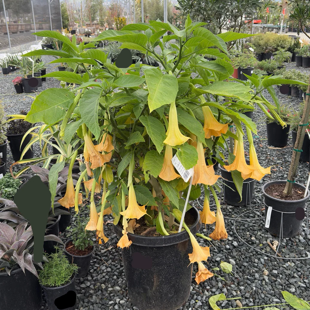 Charles Grimaldi Angel's Trumpet - Image 1