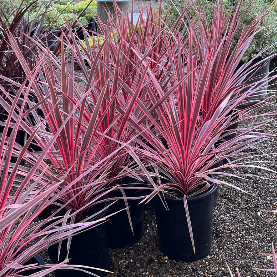 Charlie Boy Cordyline - Image 1