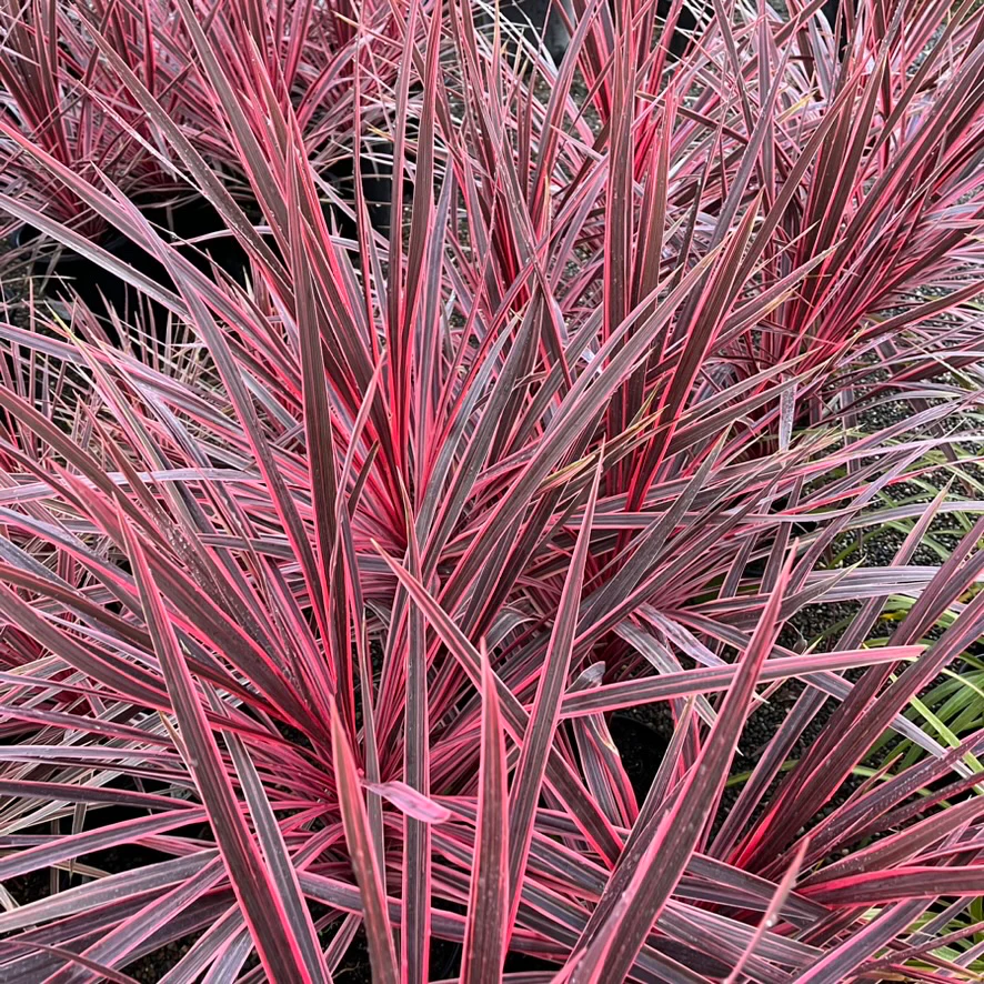 Charlie Boy Cordyline - Image 2