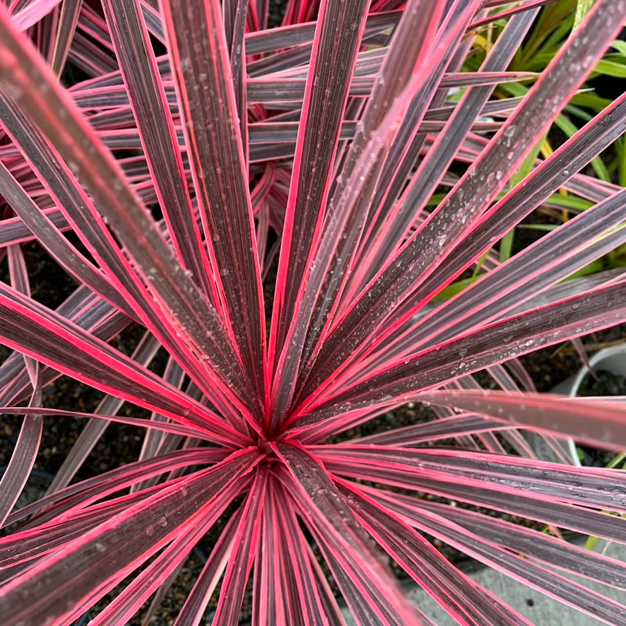 Charlie Boy Cordyline - Image 3
