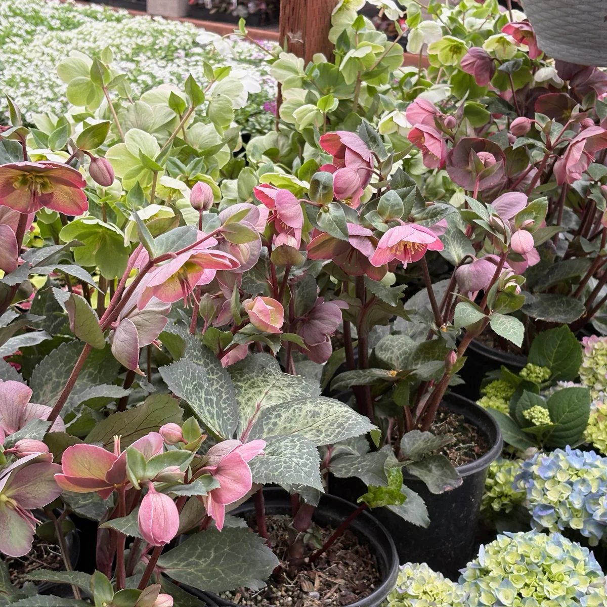 Charmer Frostkiss Hellebore - Image 2