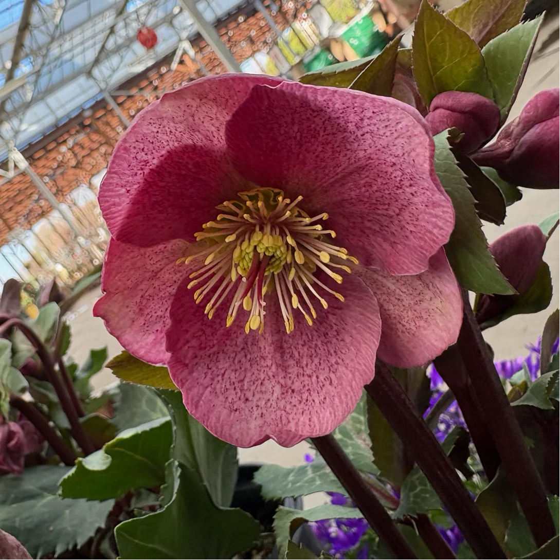 Charmer Frostkiss Hellebore - Image 3