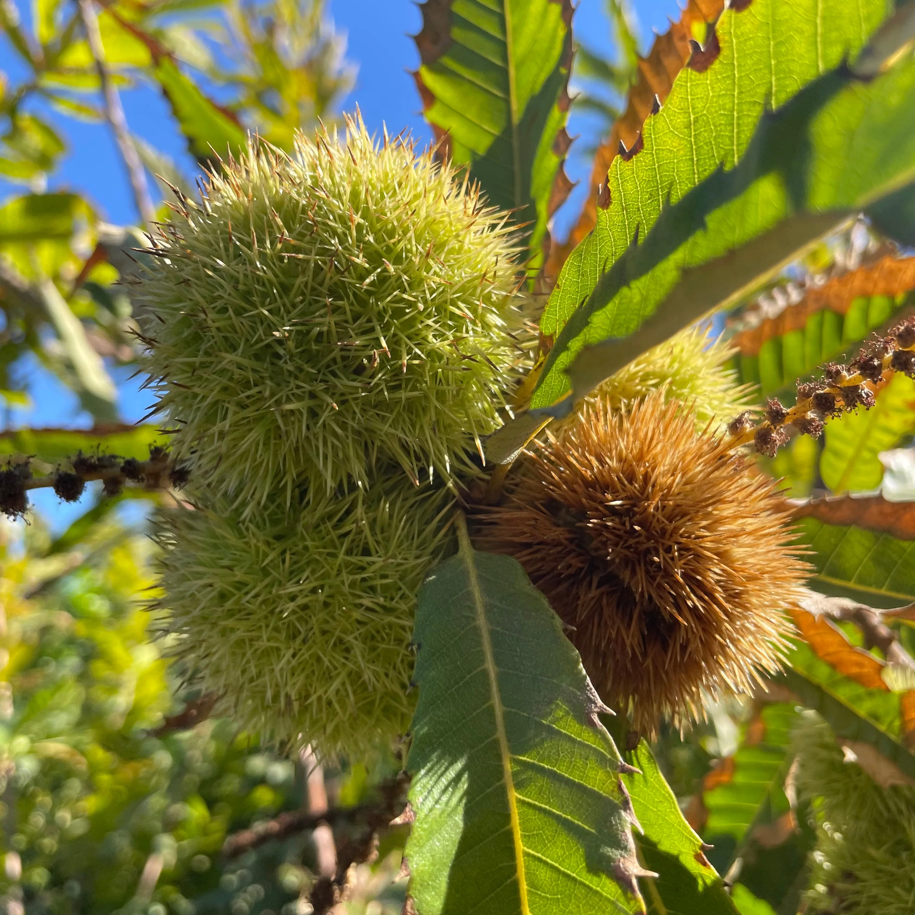Chestnut Tree
