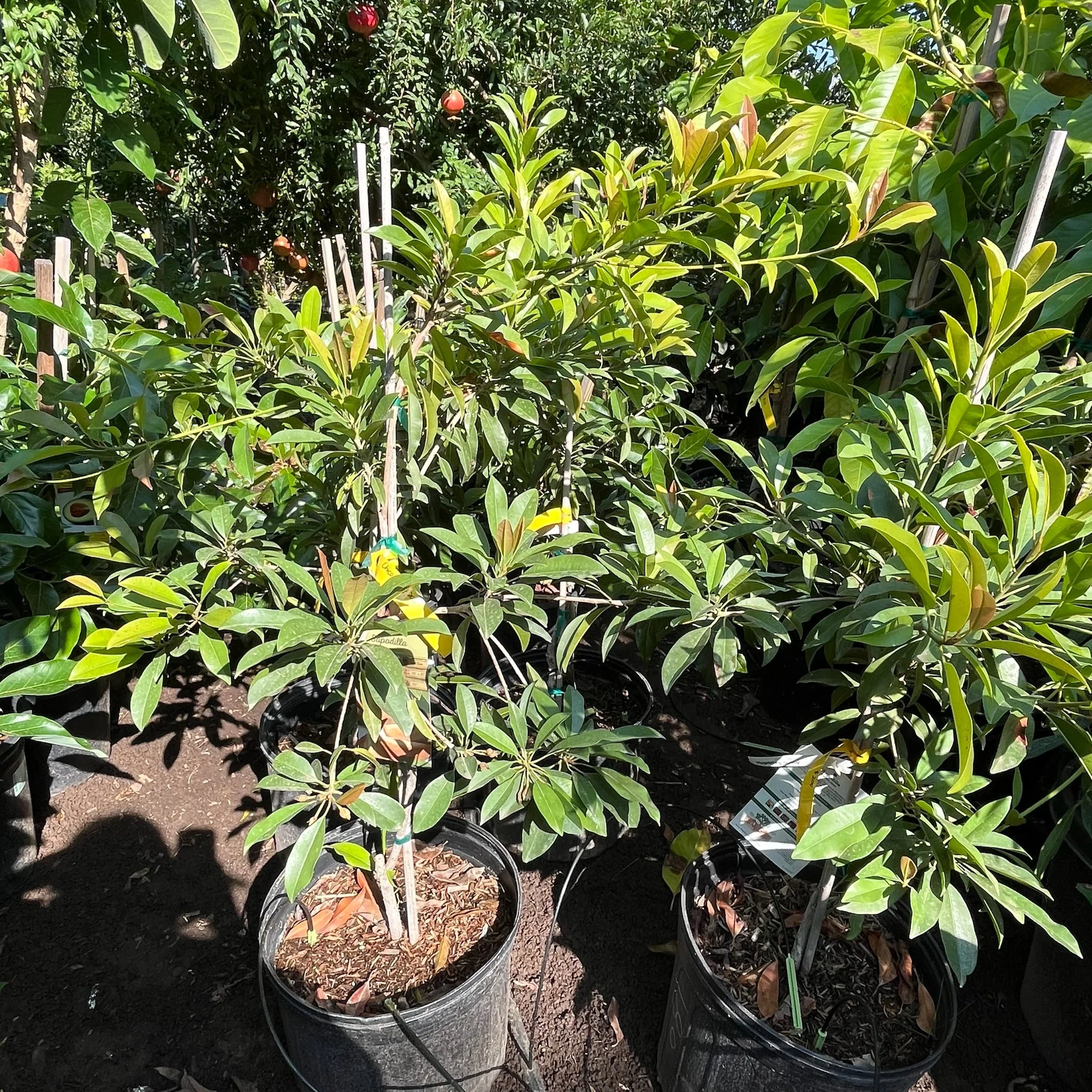 Chico Sapote - Image 1