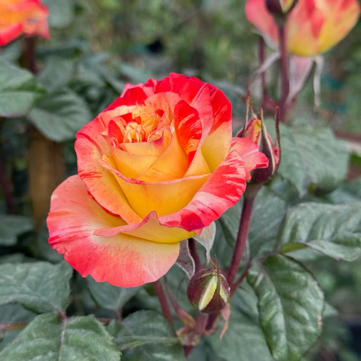 Chihuly Floribunda Rose - Image 1