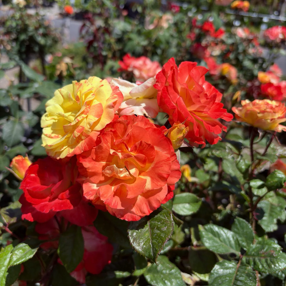Chihuly Floribunda Rose - Image 2