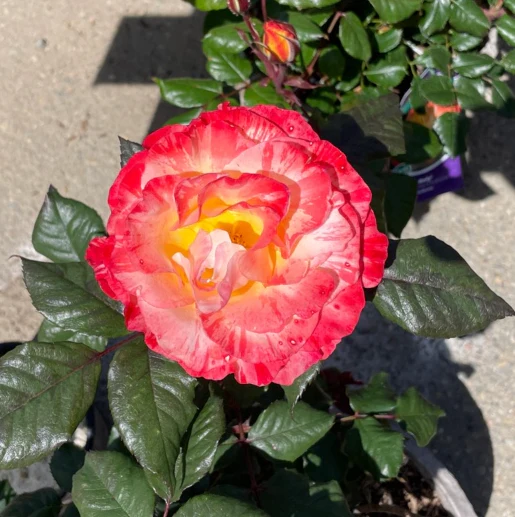 Chihuly Floribunda Rose - Image 3