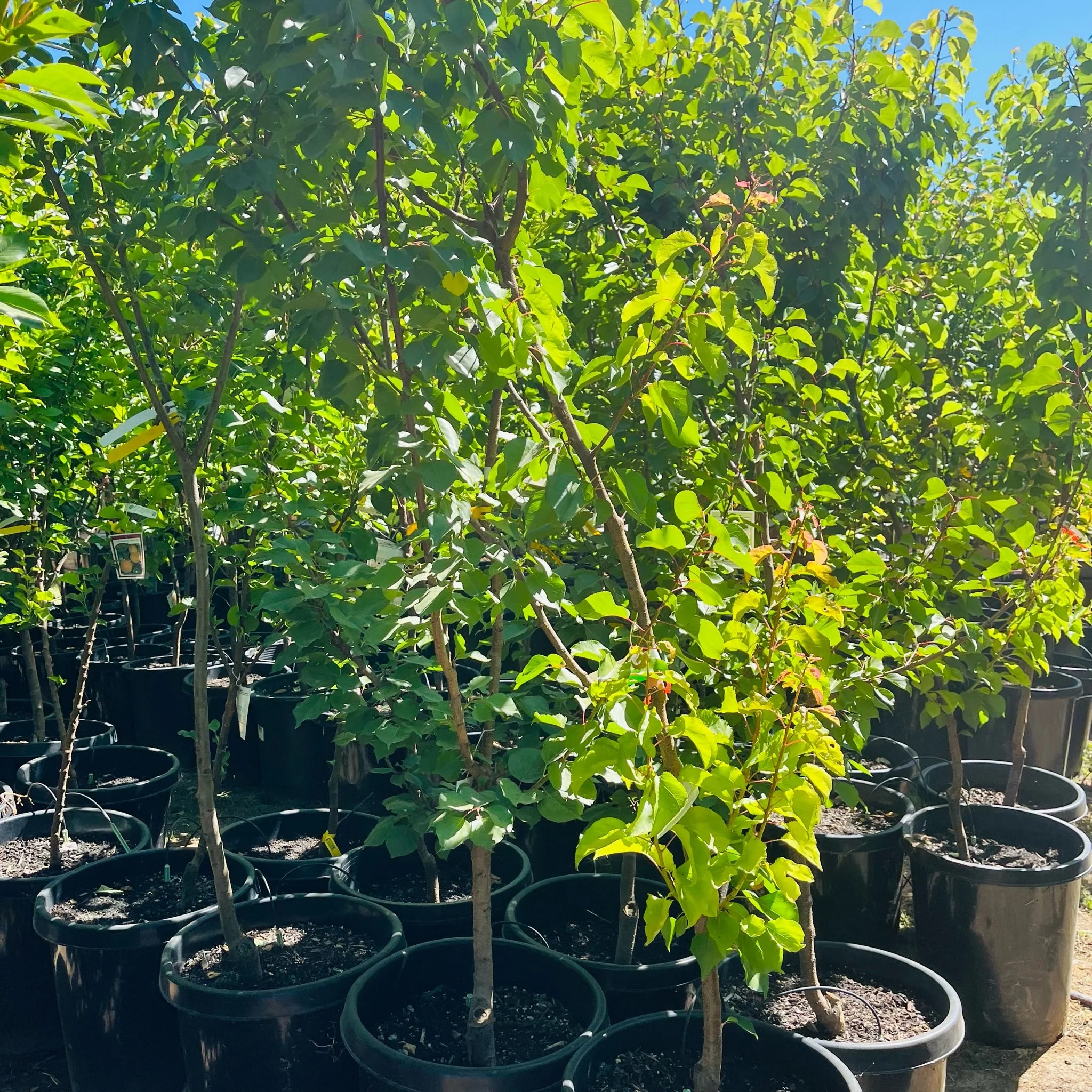 Chineae  Apricot - Image 1