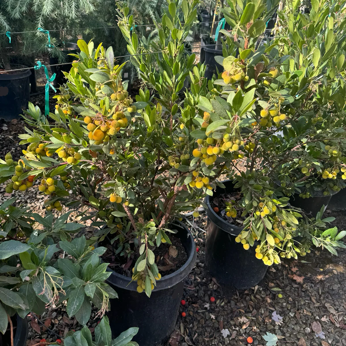 Chinese Bayberry Tree