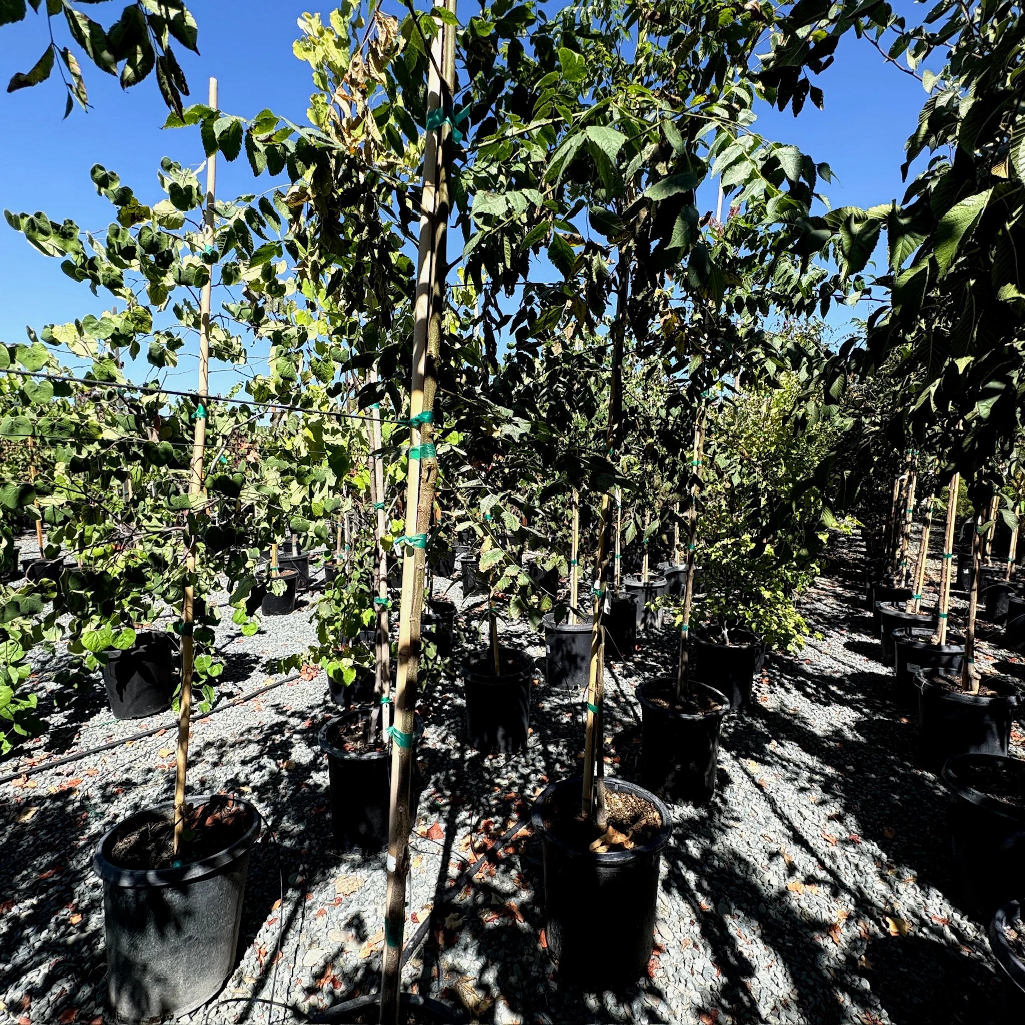 Chinese Flame Tree - Image 3