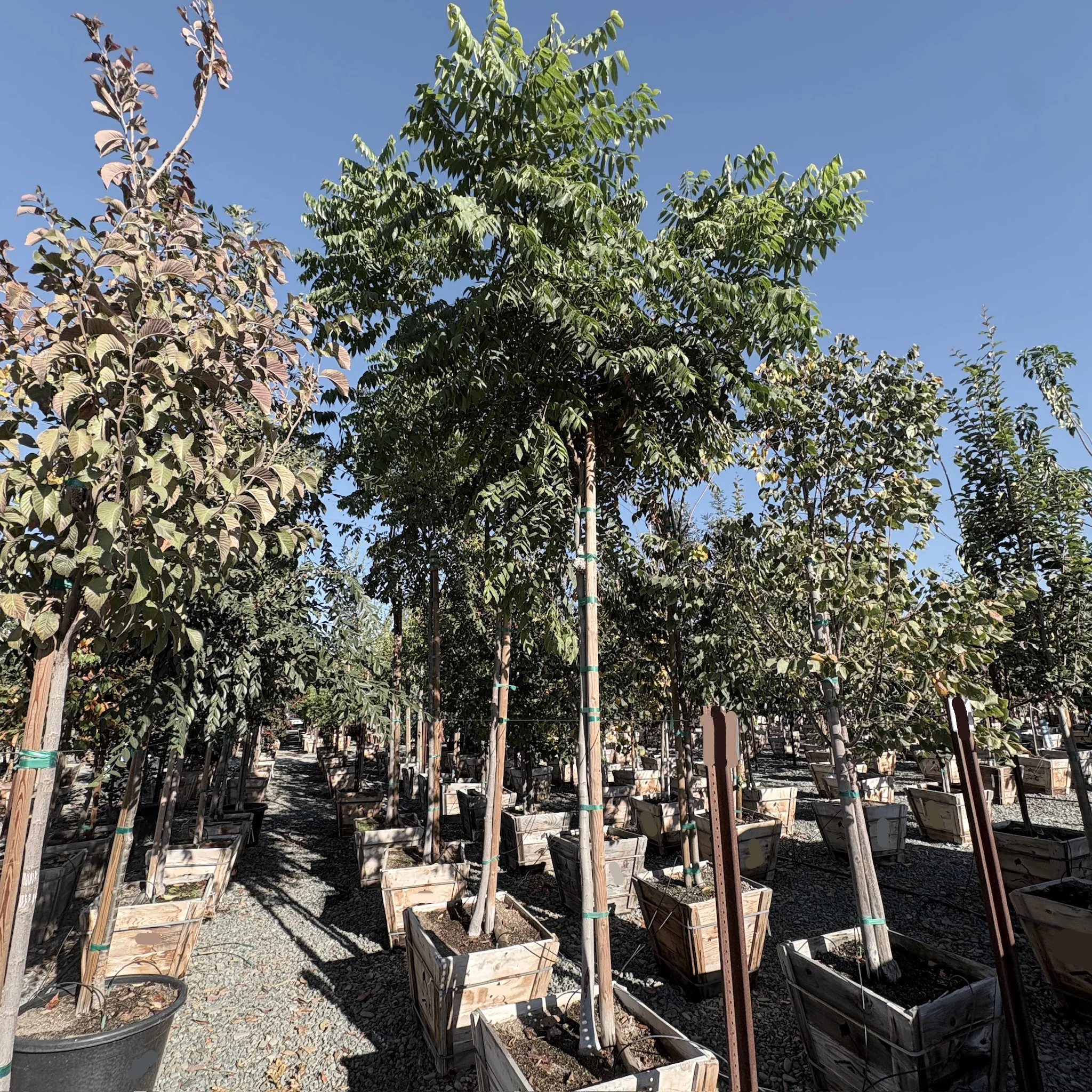 Chinese Flame Tree - Image 1