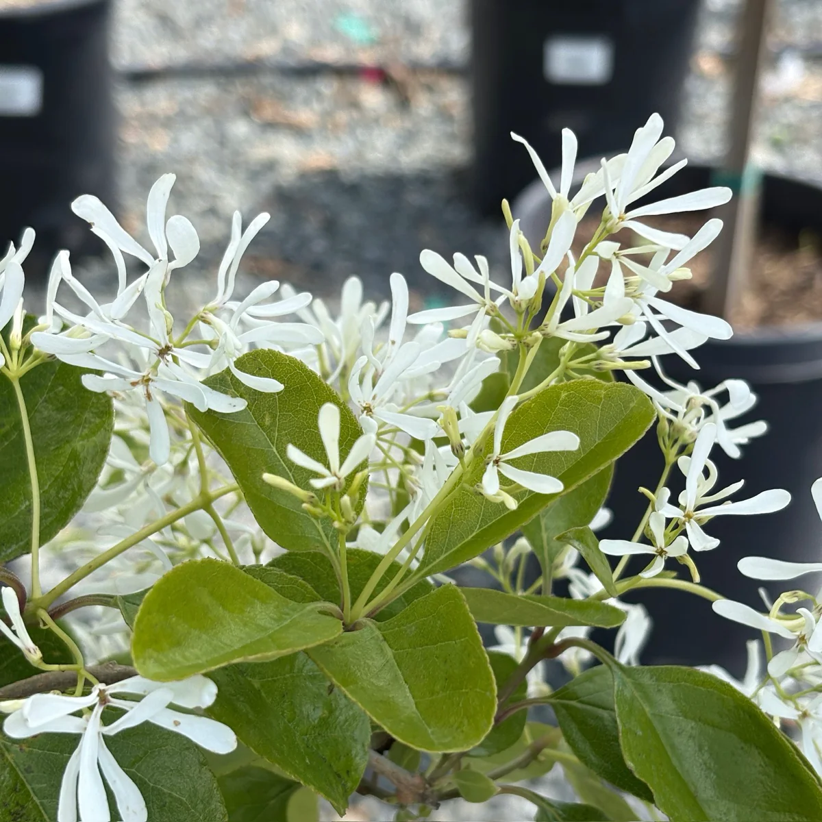 Chinese Fringe Tree - Image 2