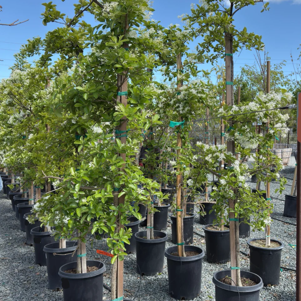 Chinese Fringe Tree - Image 1