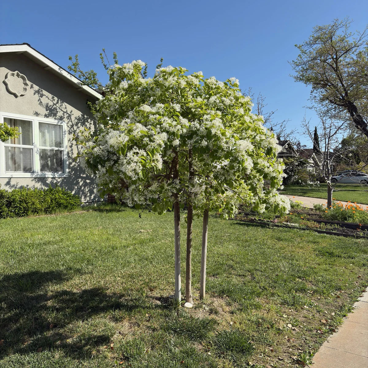 Chinese Fringe Tree - Image 3