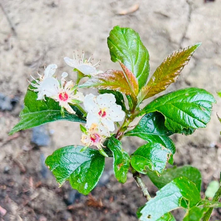 Chinese Hawthorn - Image 2