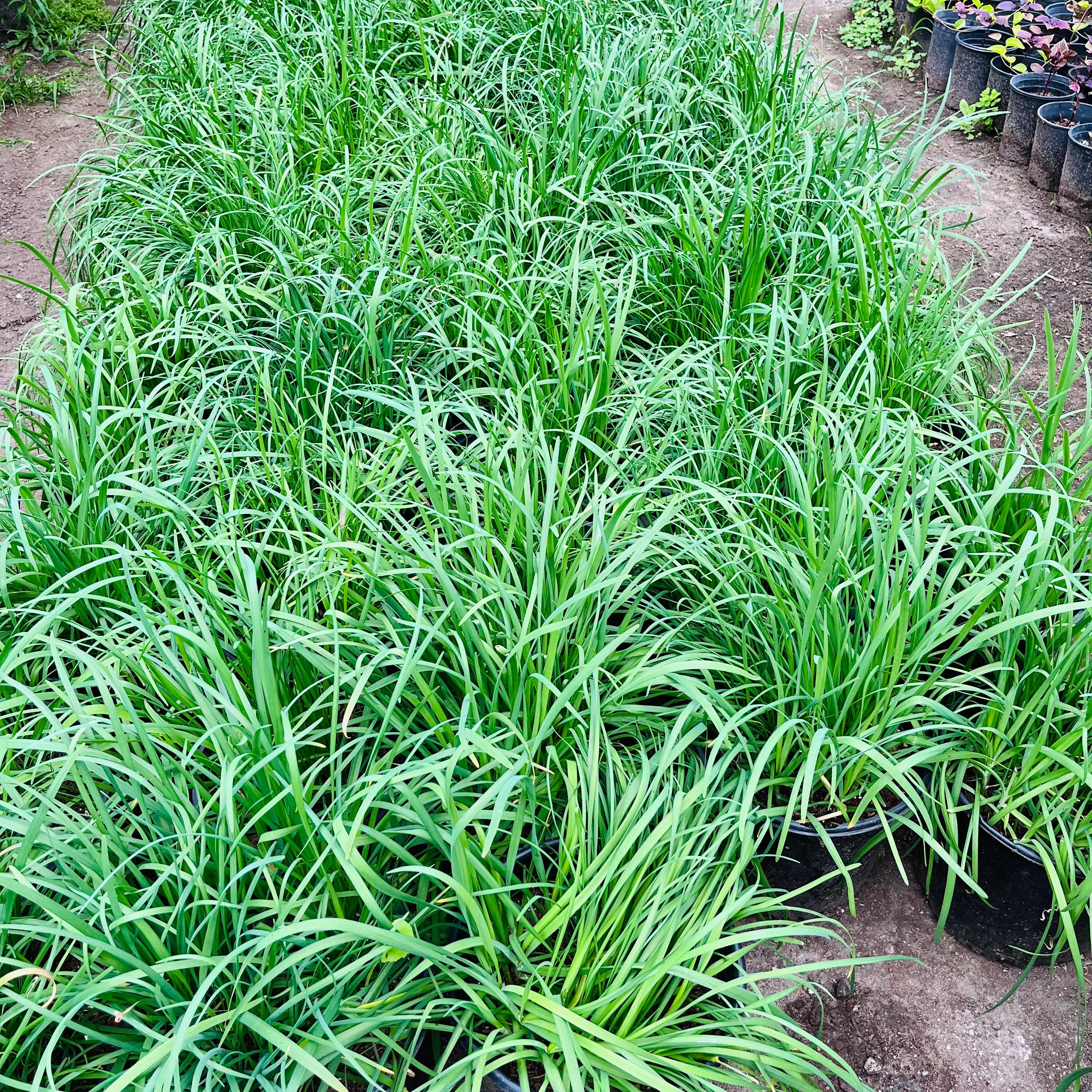 Chinese Leek