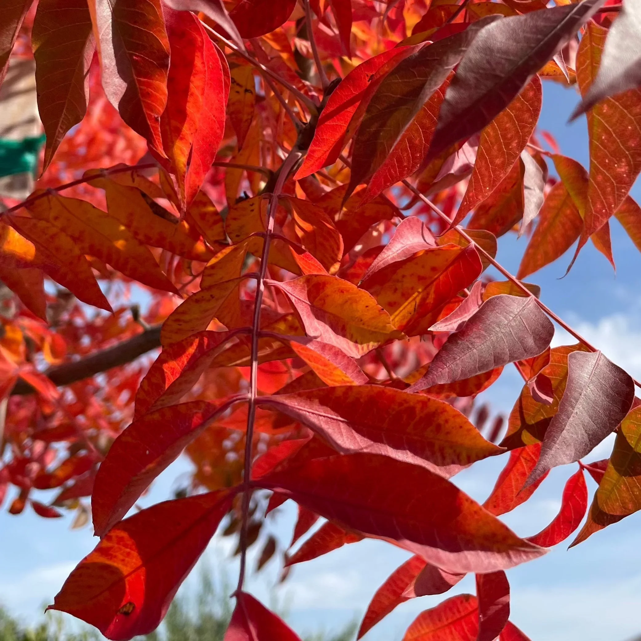 Chinese Pistache Tree - Image 2