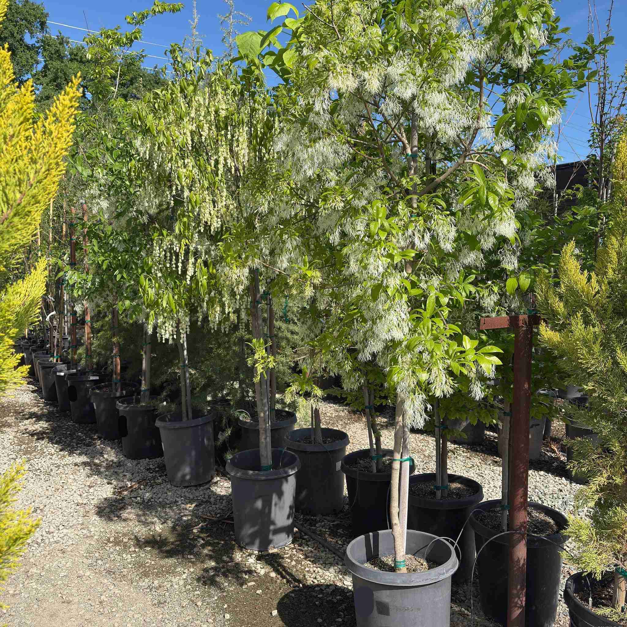 American Fringe Tree