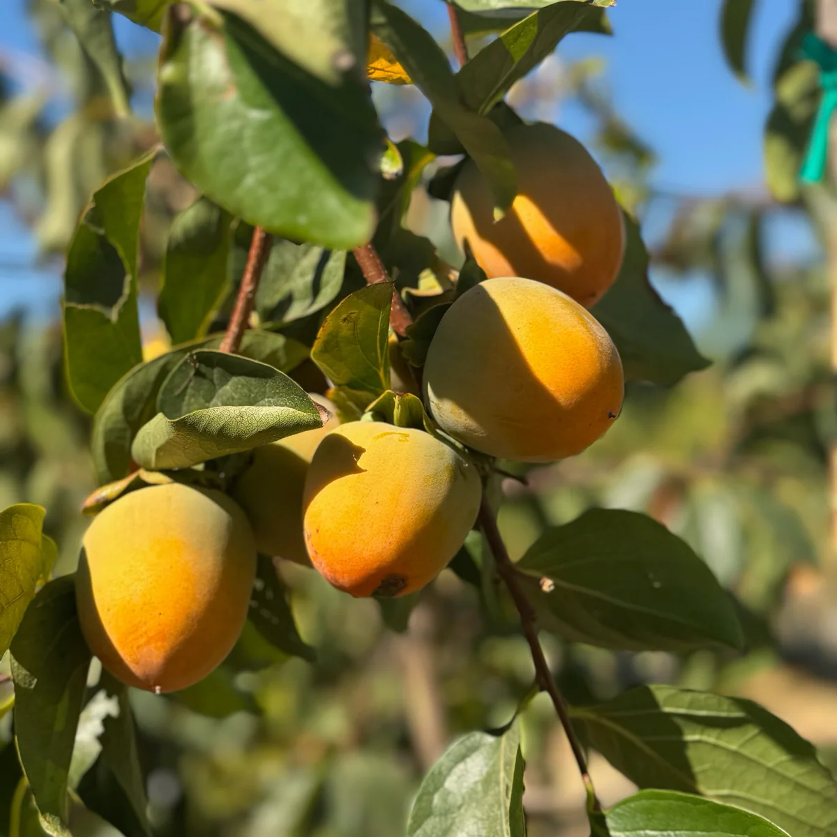 Chocolate Persimmon - Image 2