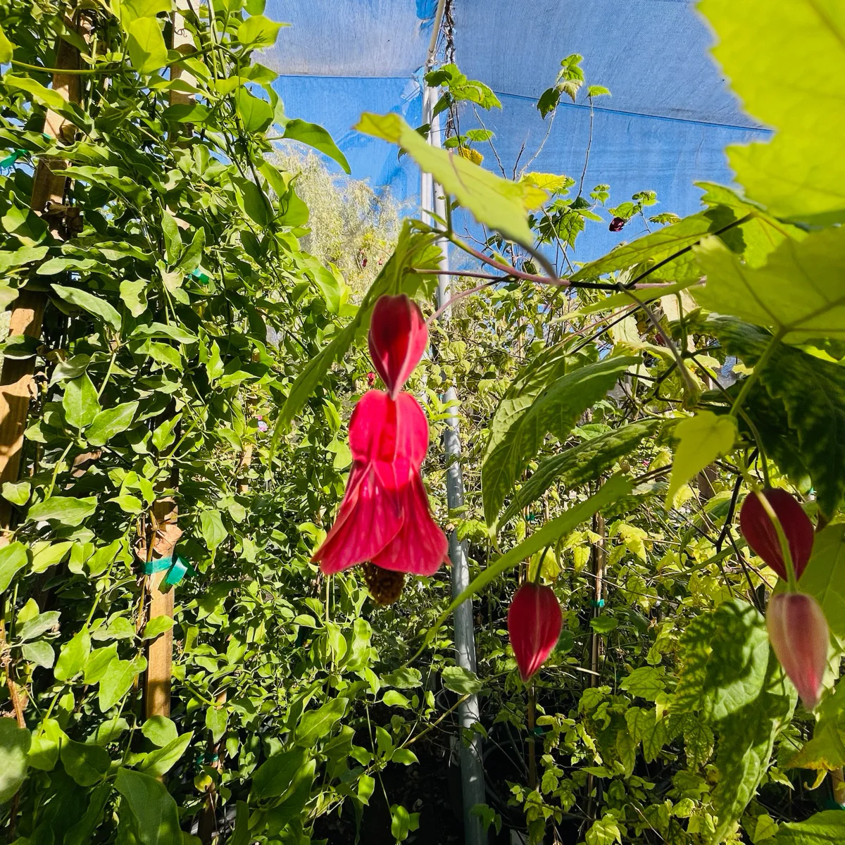 Chon’s Salmon Flowering Maple