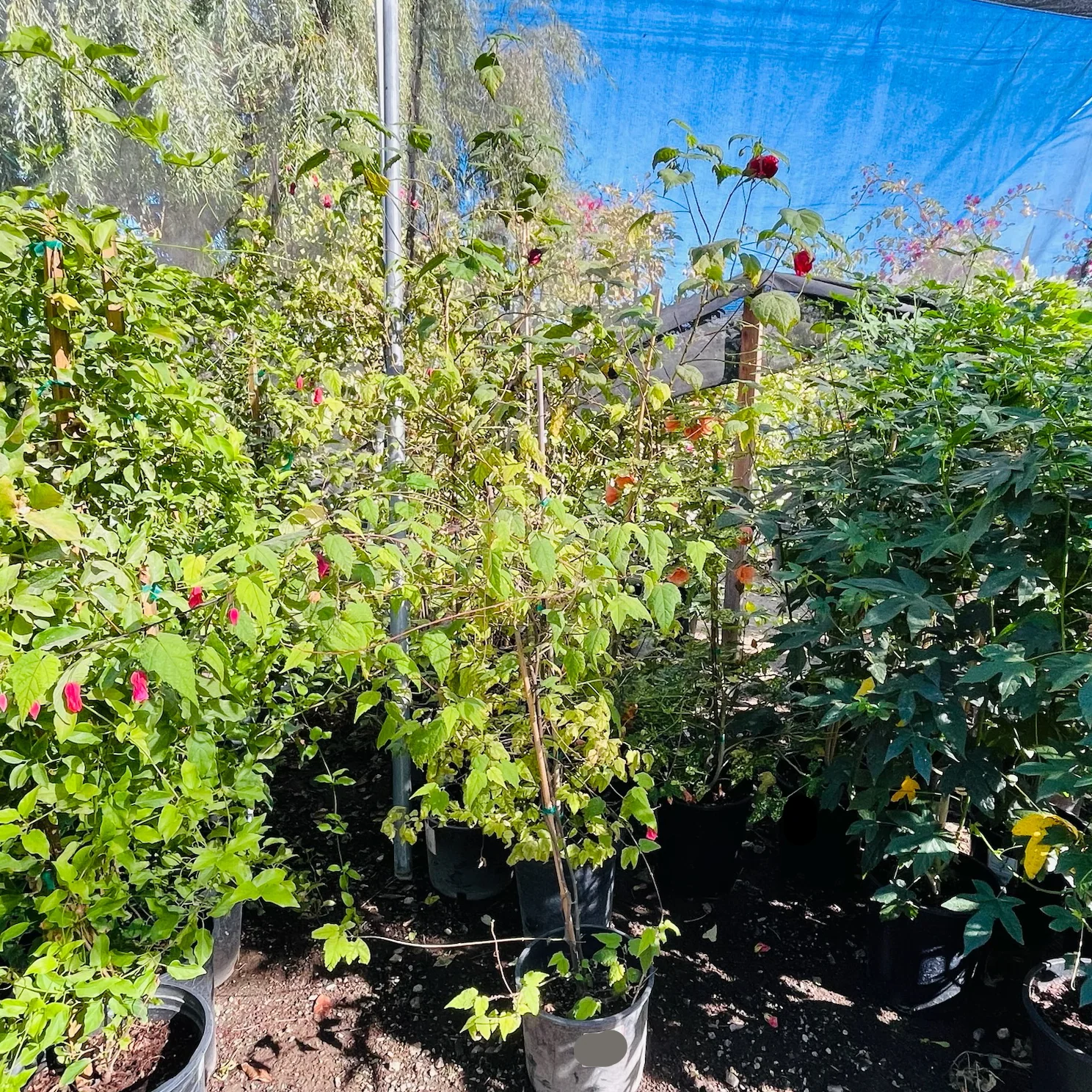 Chon's Salmon Flowering Maple - Image 2