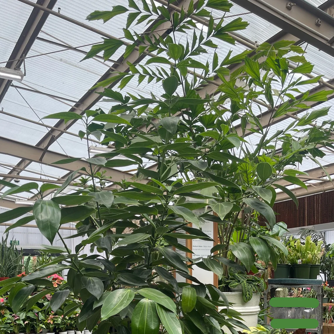 Cinnamon Tree - Image 2
