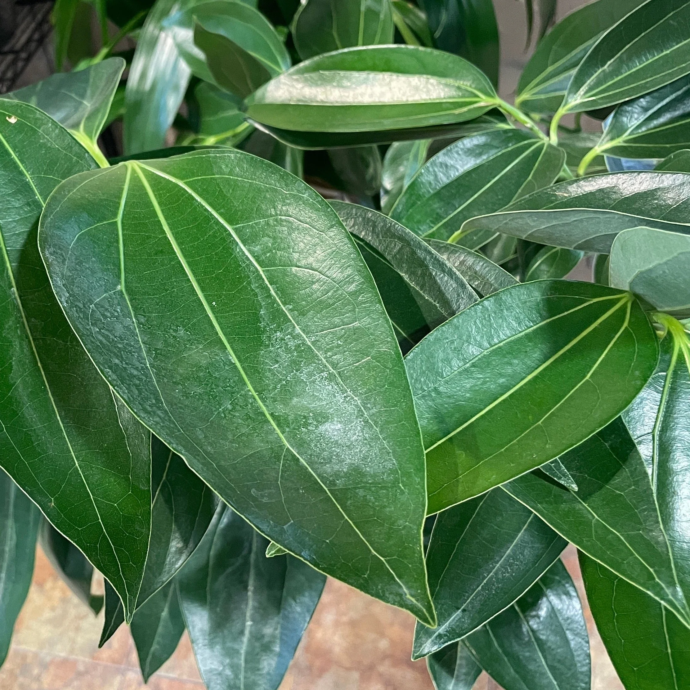 Cinnamon Tree - Image 3