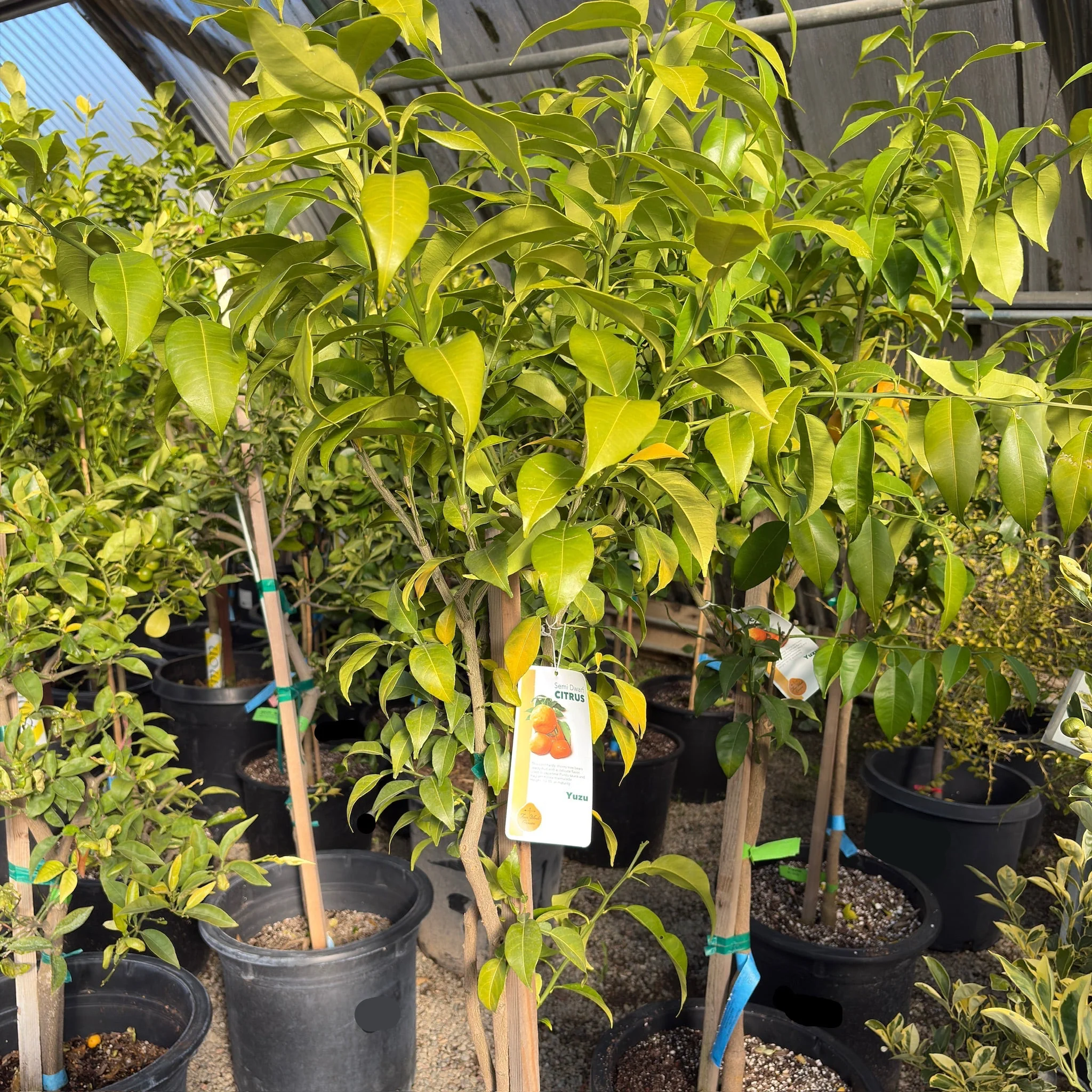 Citrus Yuzu Tree - Image 3
