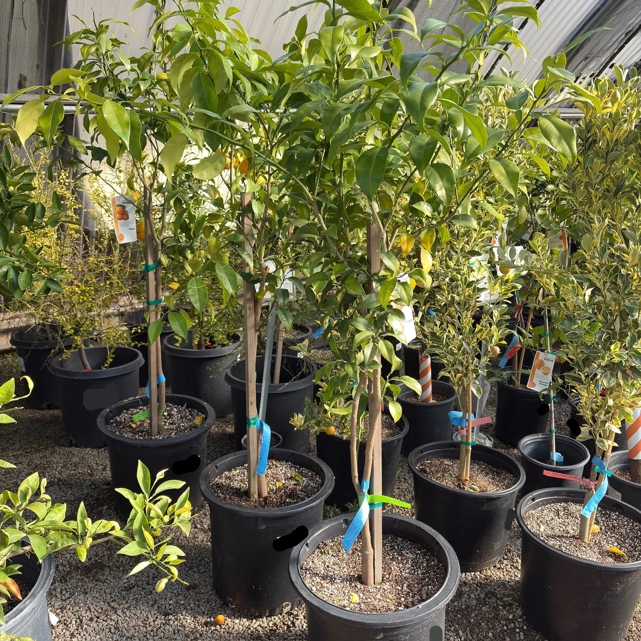 Citrus Yuzu Tree - Image 2