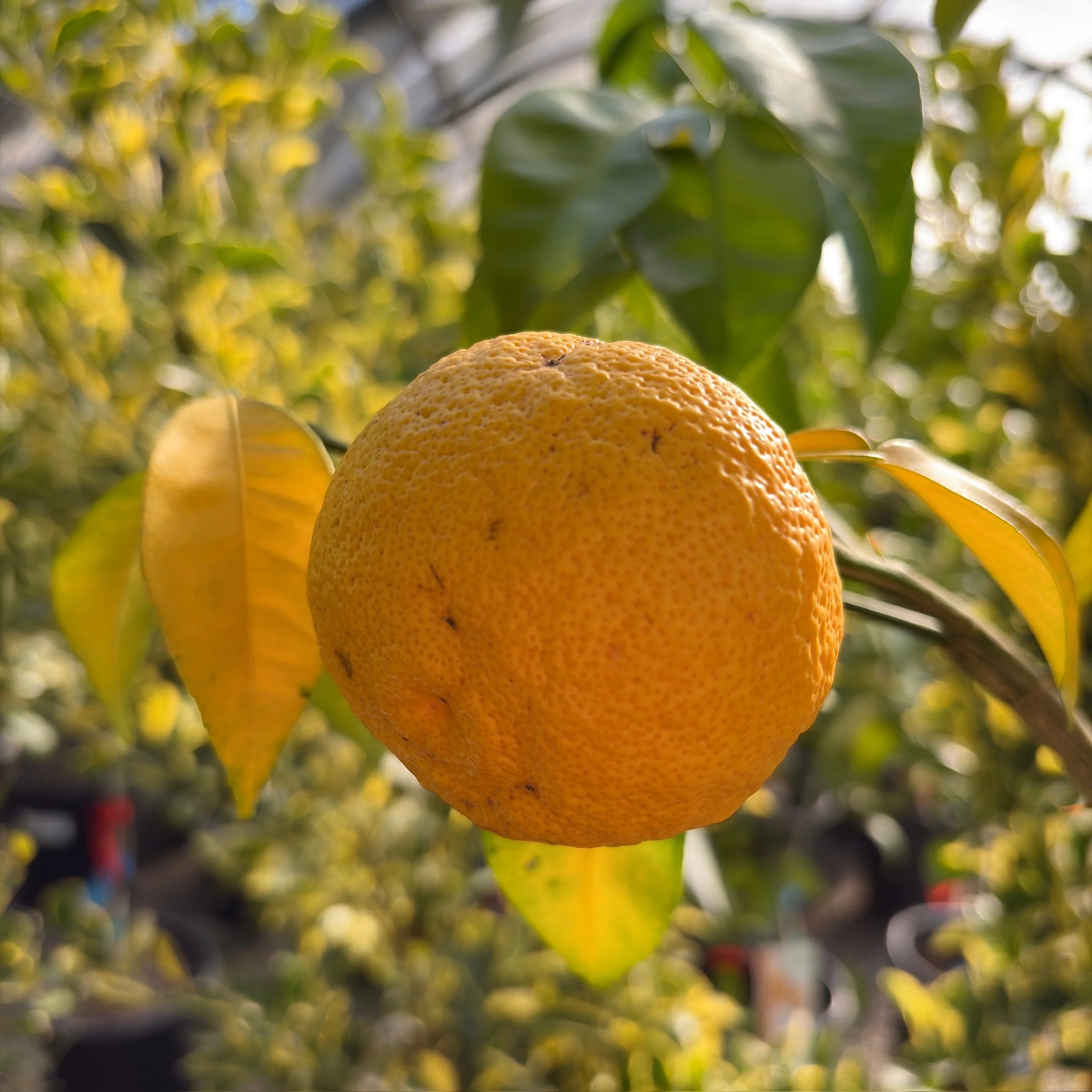 Citrus Yuzu Tree