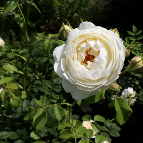 Claire Austin Climbing Rose - Image 1