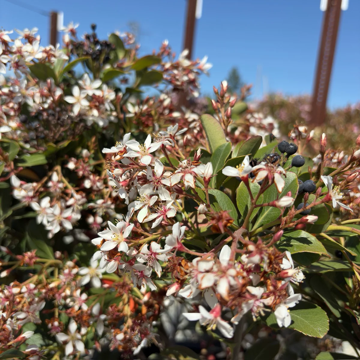 Clara White Indian Hawthorn - Image 1