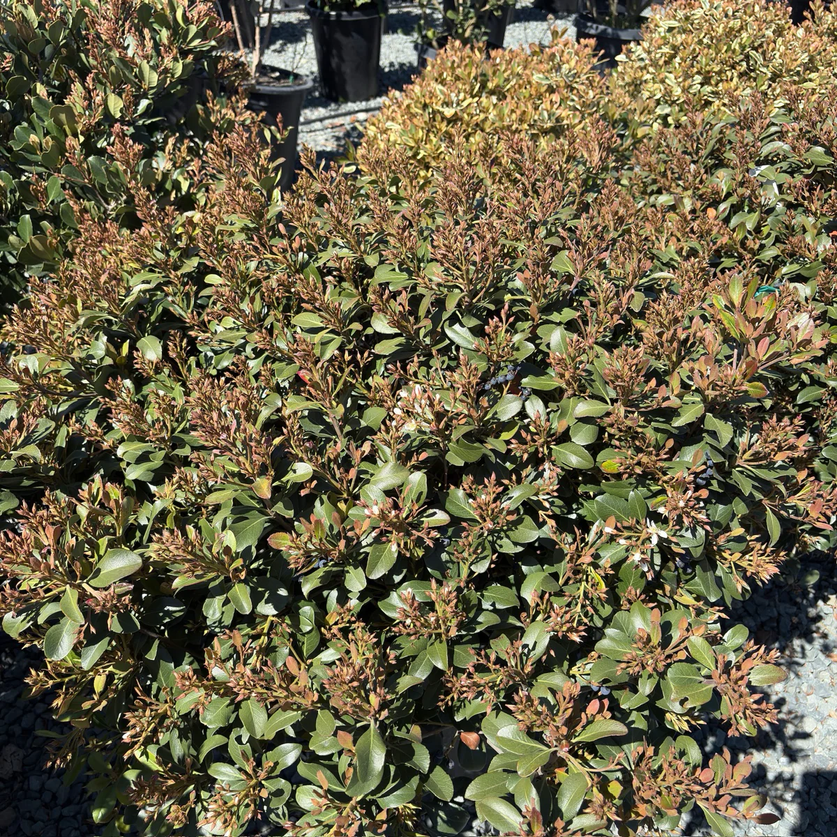 Clara White Indian Hawthorn - Image 3