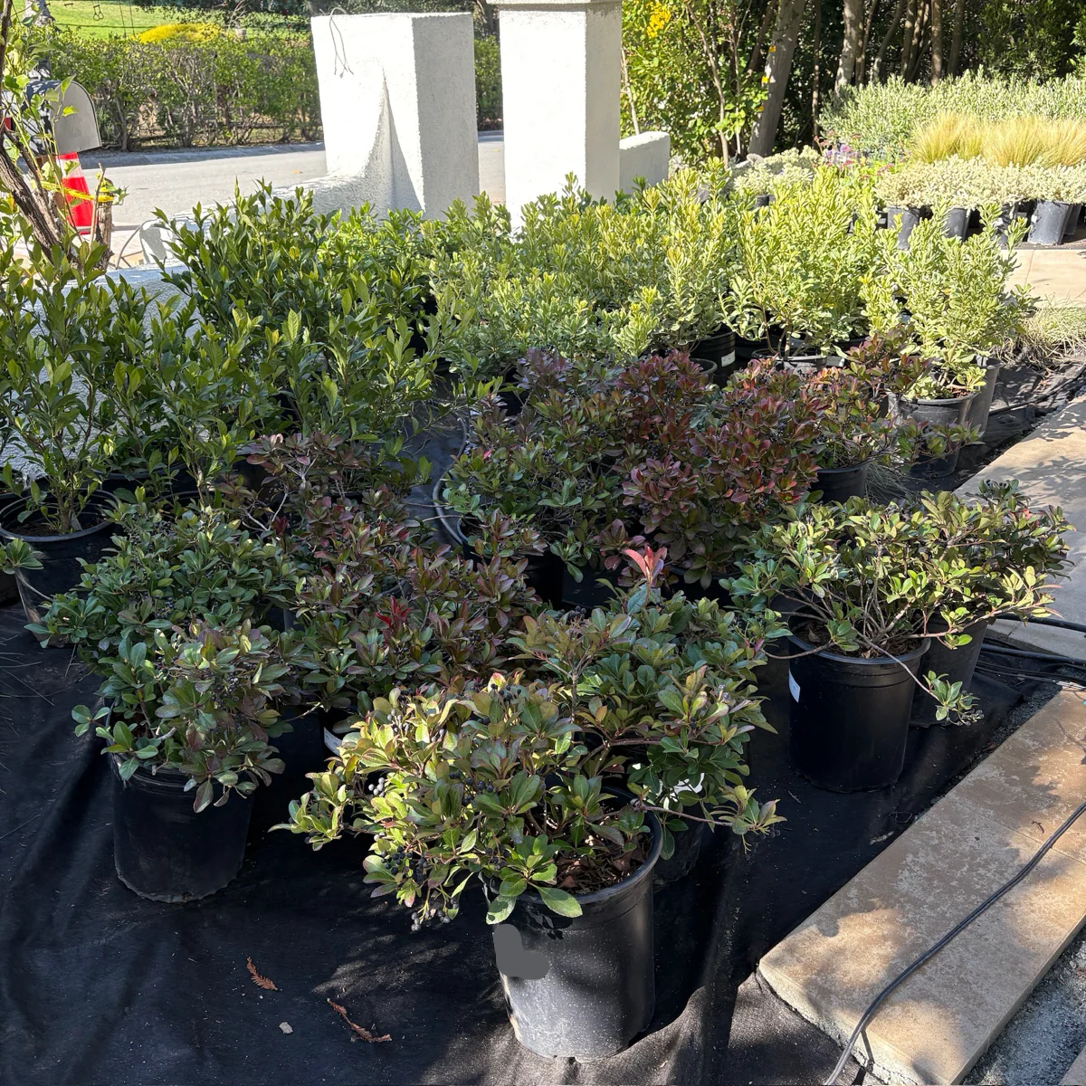 Clara White Indian Hawthorn - Image 2