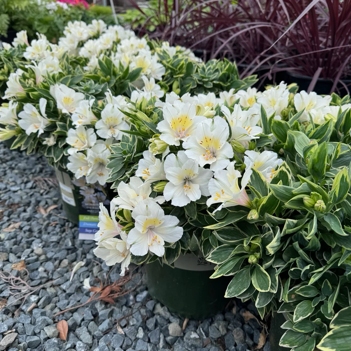 Claressa Colorita Peruvian Lily - Image 1