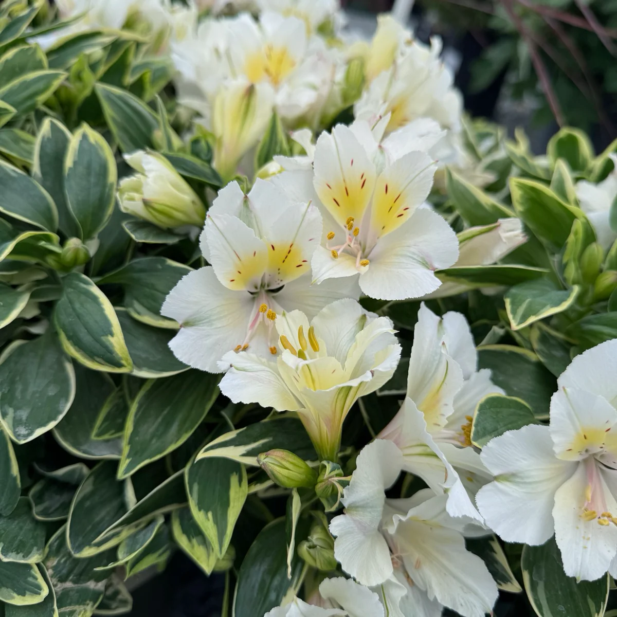 Claressa Colorita Peruvian Lily - Image 2