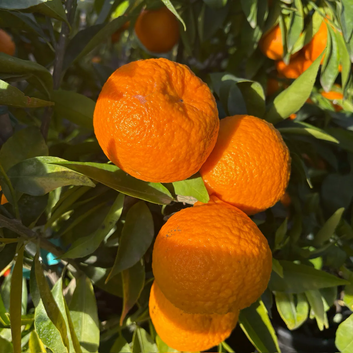Clementine Mandarin