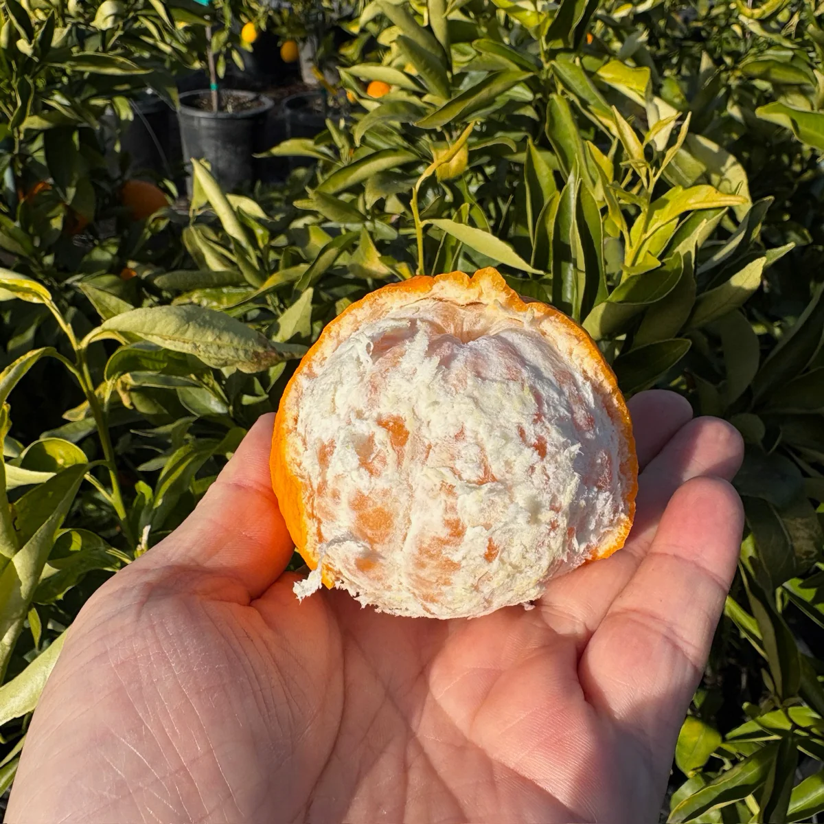 Clementine Mandarin - Image 2
