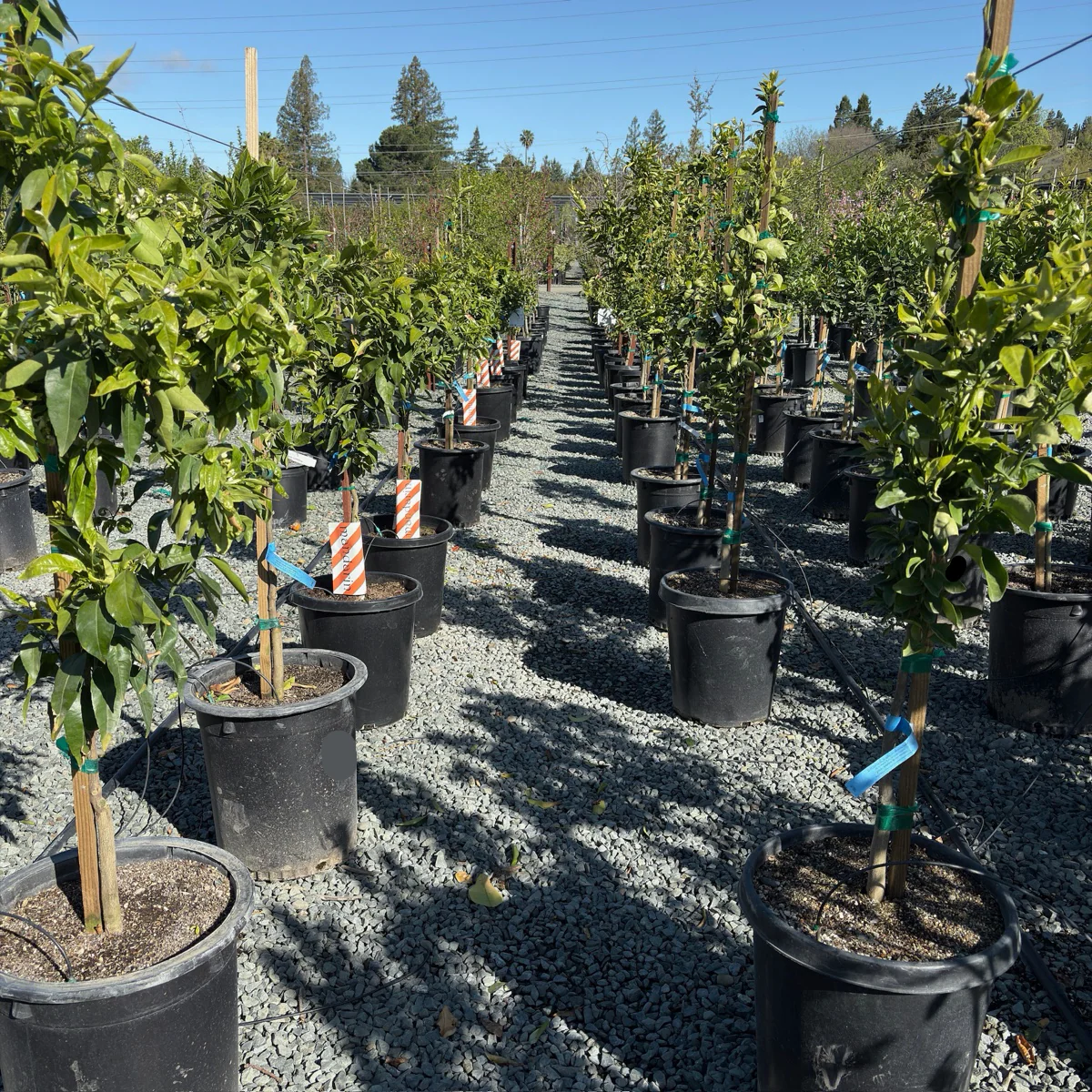 Clementine Mandarin - Image 3
