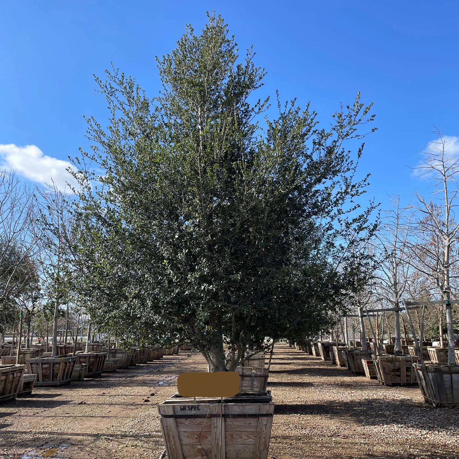 Coast Live Oak - Image 1