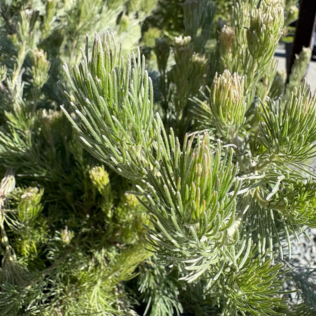 Coastal Woollybush - Image 3