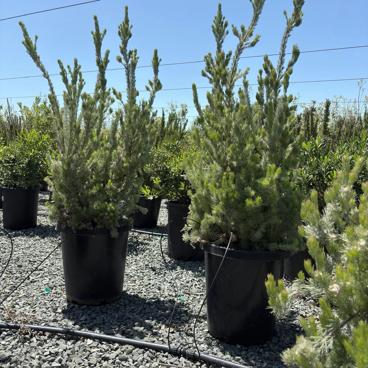 Coastal Woollybush