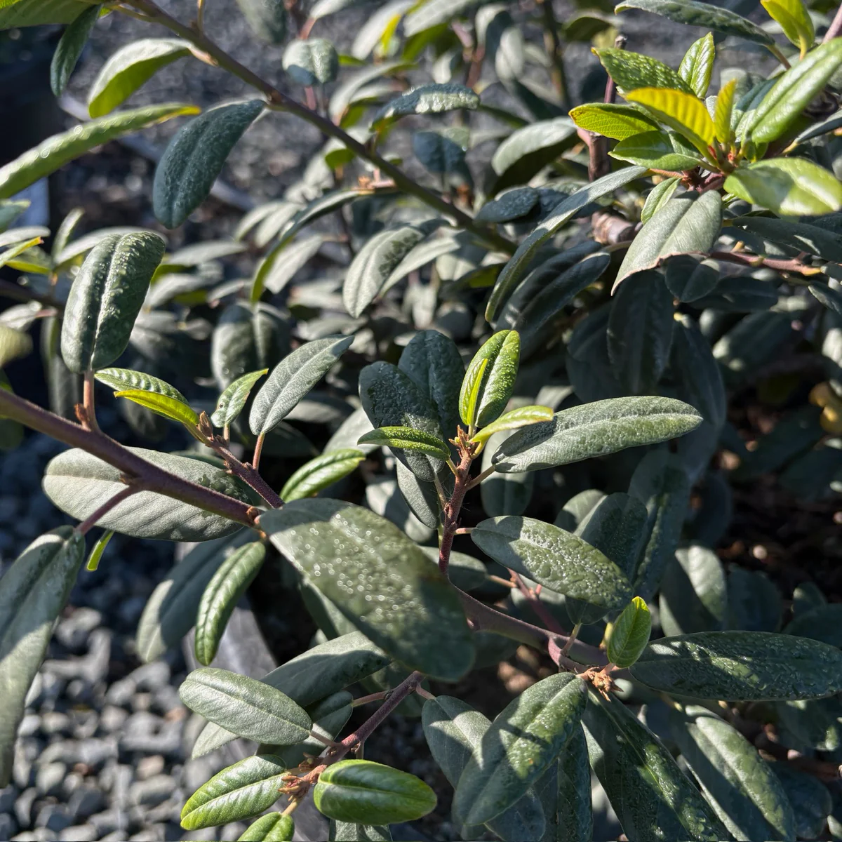 Coffeeberry - Image 1