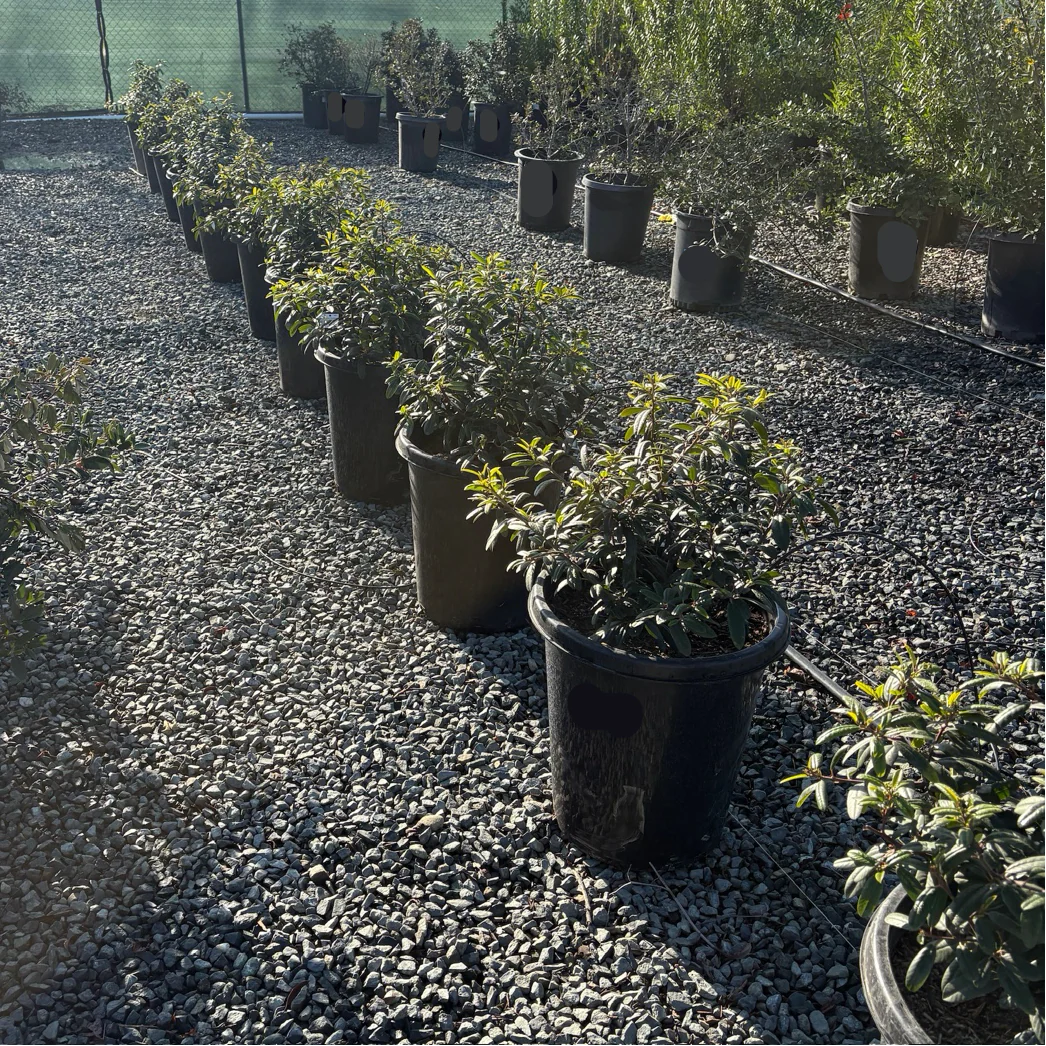 Coffeeberry - Image 2