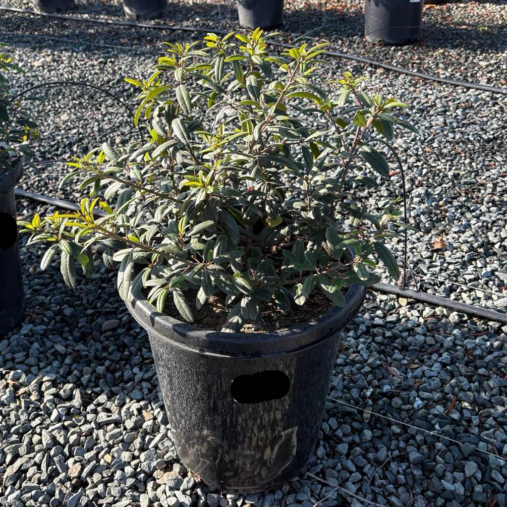 Coffeeberry - Image 3