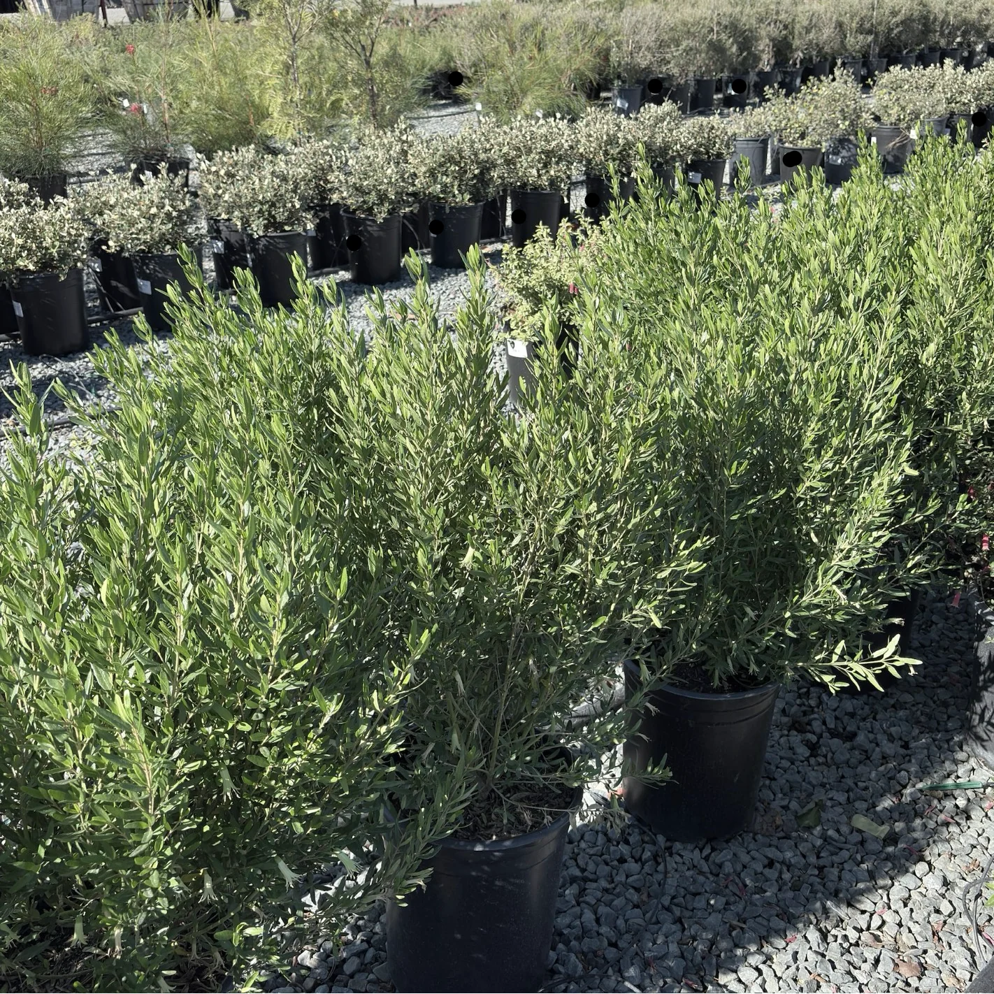 Coliban River Rock Fuchsia