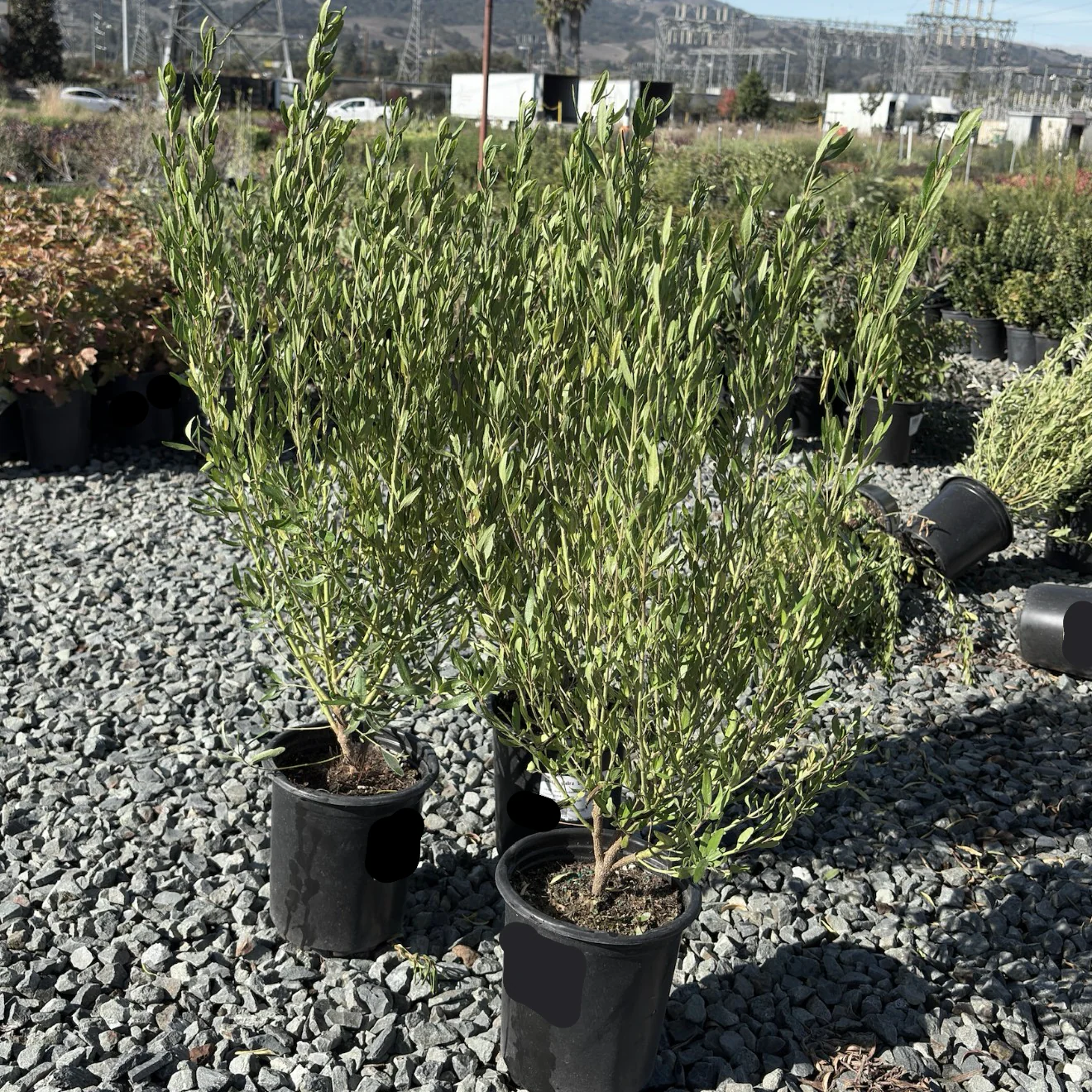 Coliban River Rock Fuchsia - Image 2