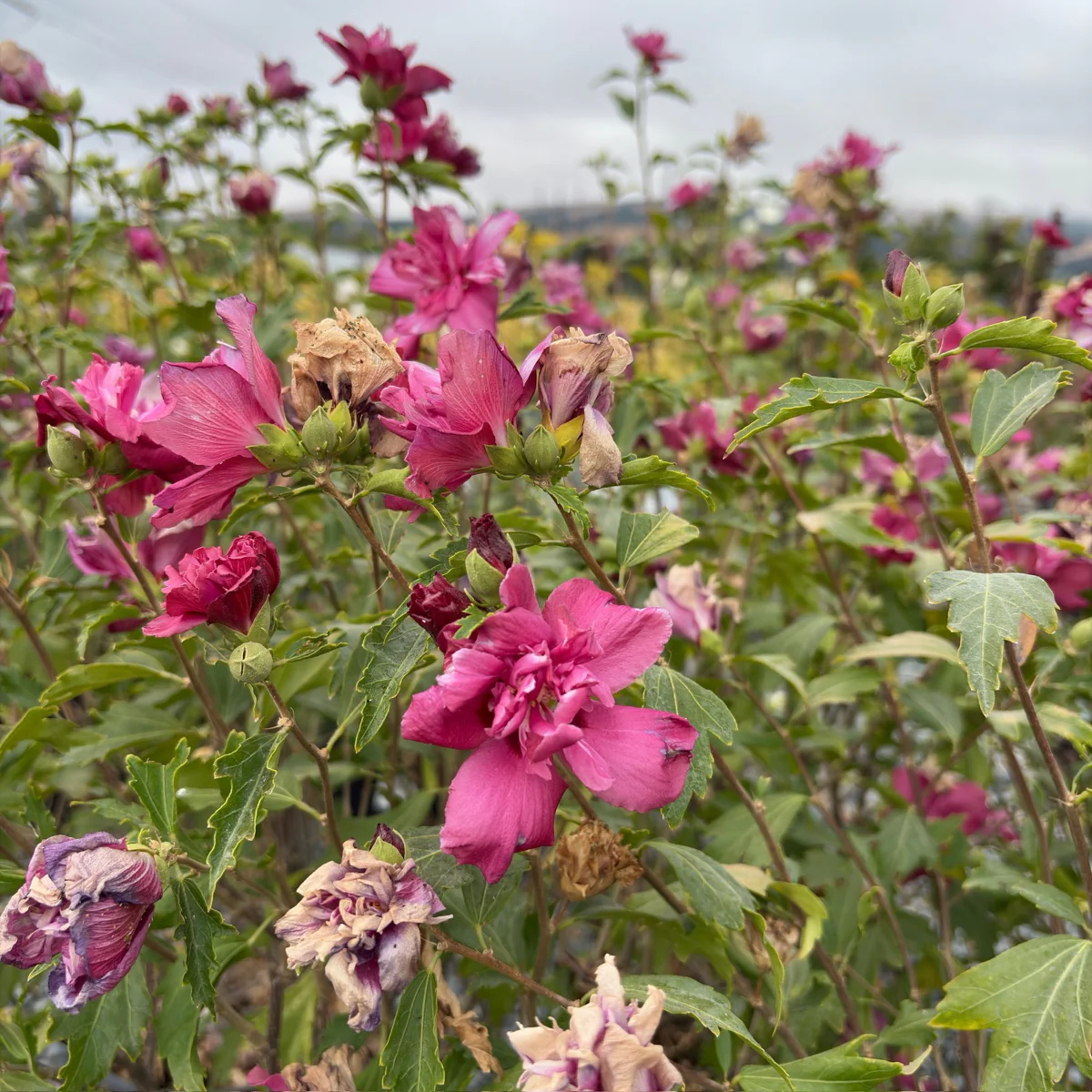 Collie Mullens Rose of Sharon