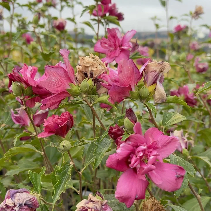 Collie Mullens Rose of Sharon - Image 2